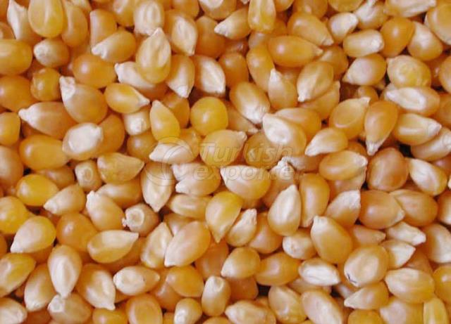 Maize