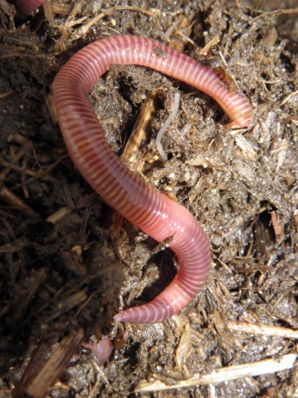 Red California Worm