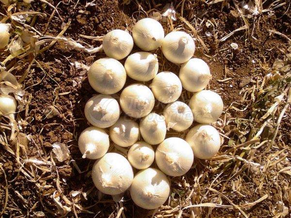 Dried Onion Production