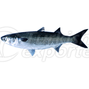 Grey Mullet