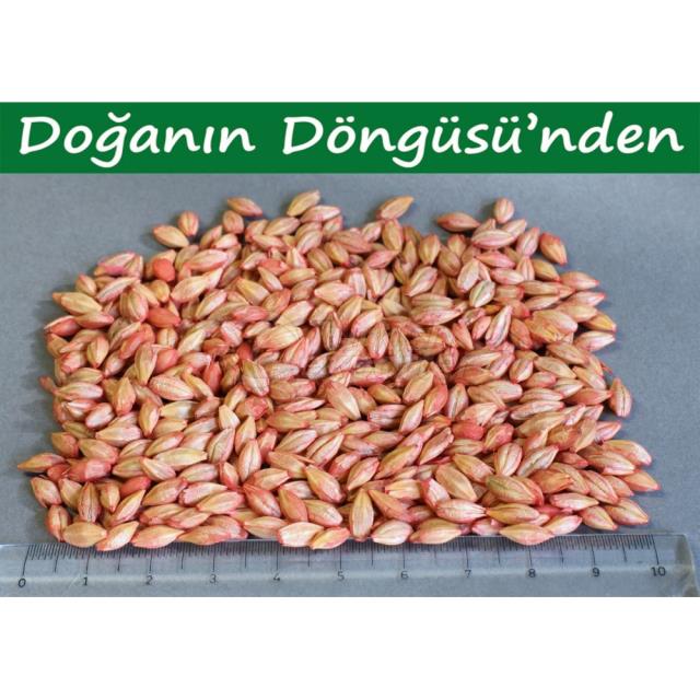 Barley Aydan Hanim