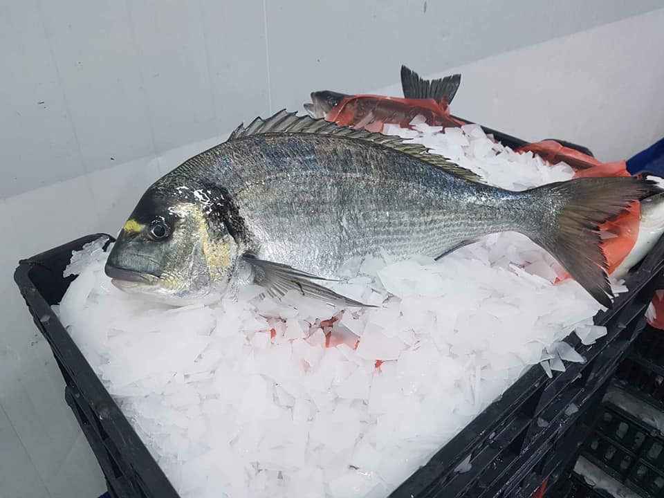 Royal SeaBream