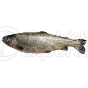 Salmon Trout