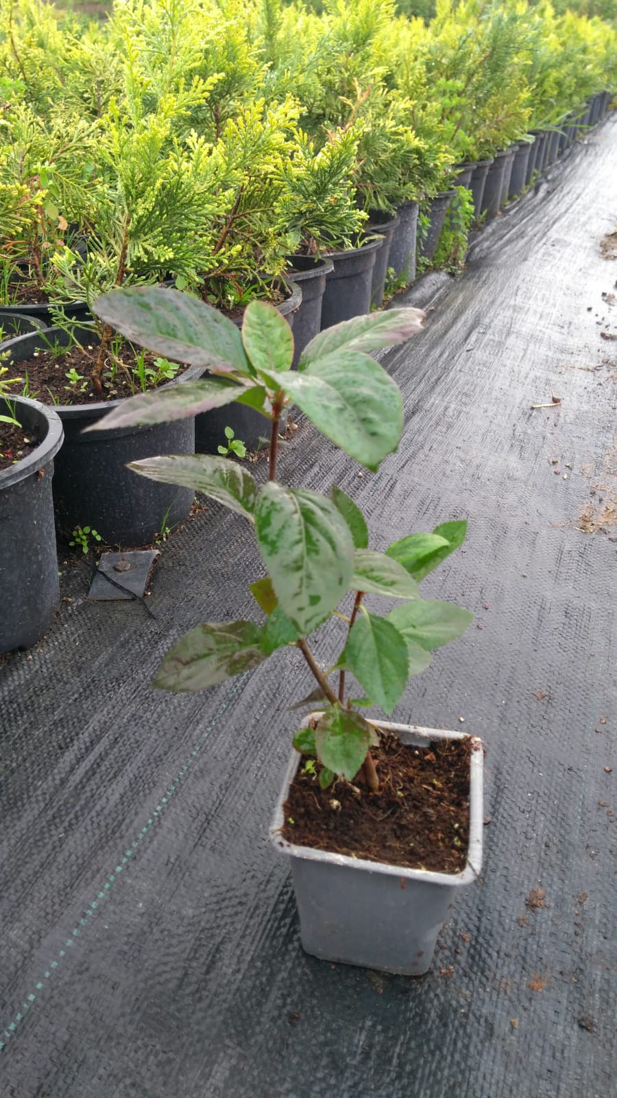 Aronia Sapling