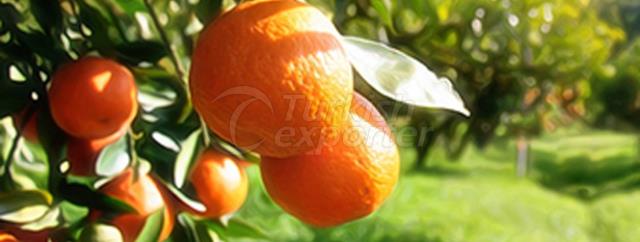 Fremont Mandarin