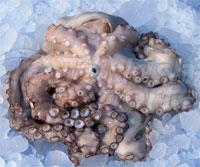 Pulpo