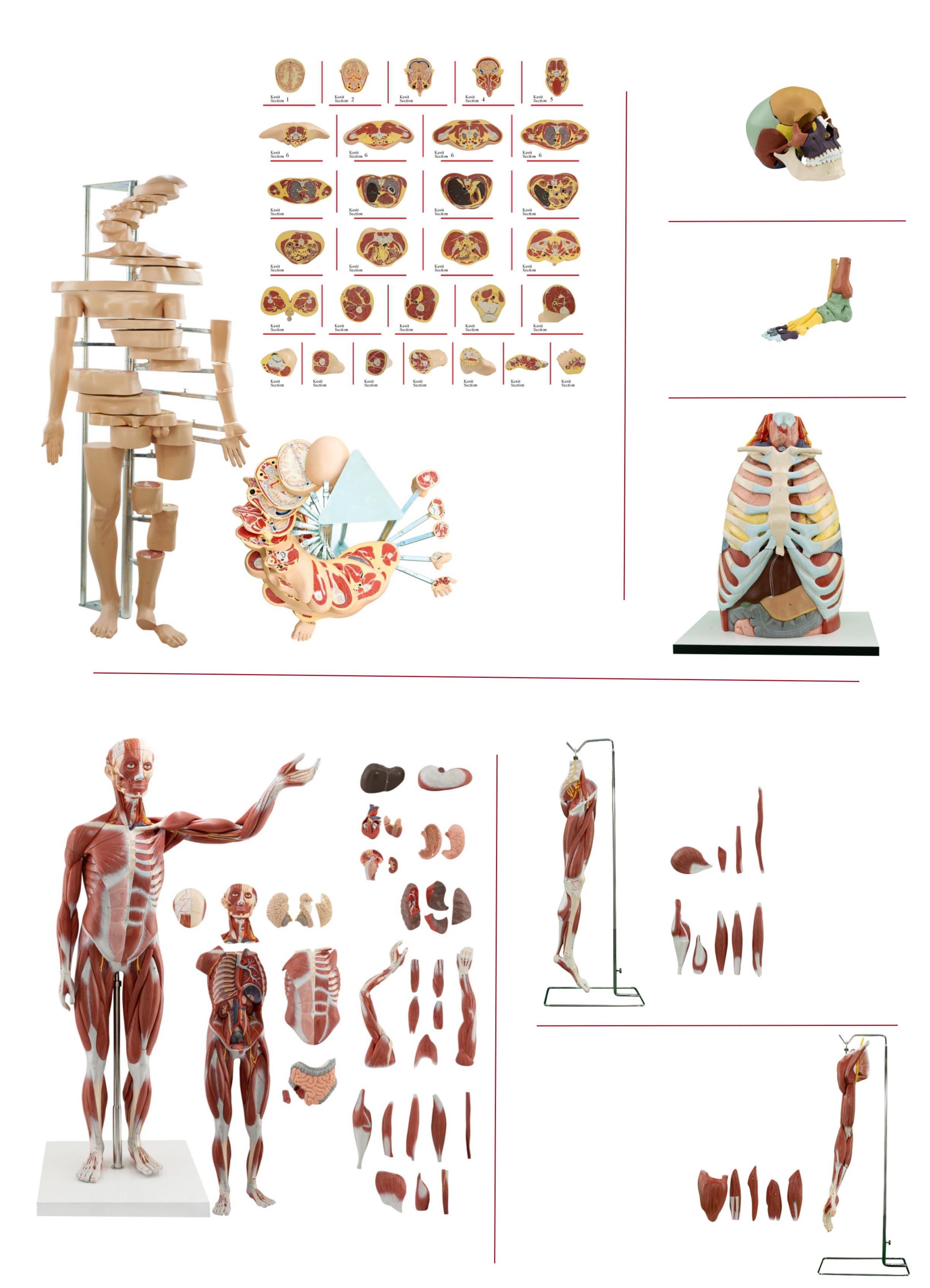 Anatomy Model