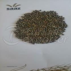 Ethiopian Origin Vetch Grass Pea