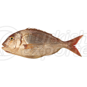 Red Sea Bream