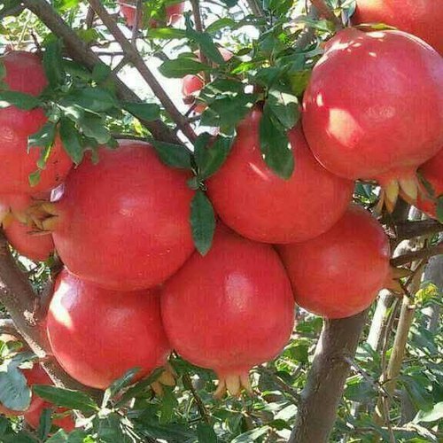 Pomegranates