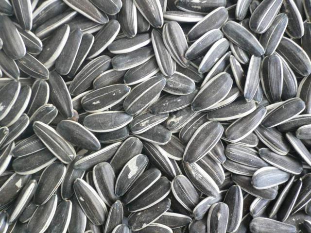 Dakota Seeds