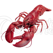 Lobster