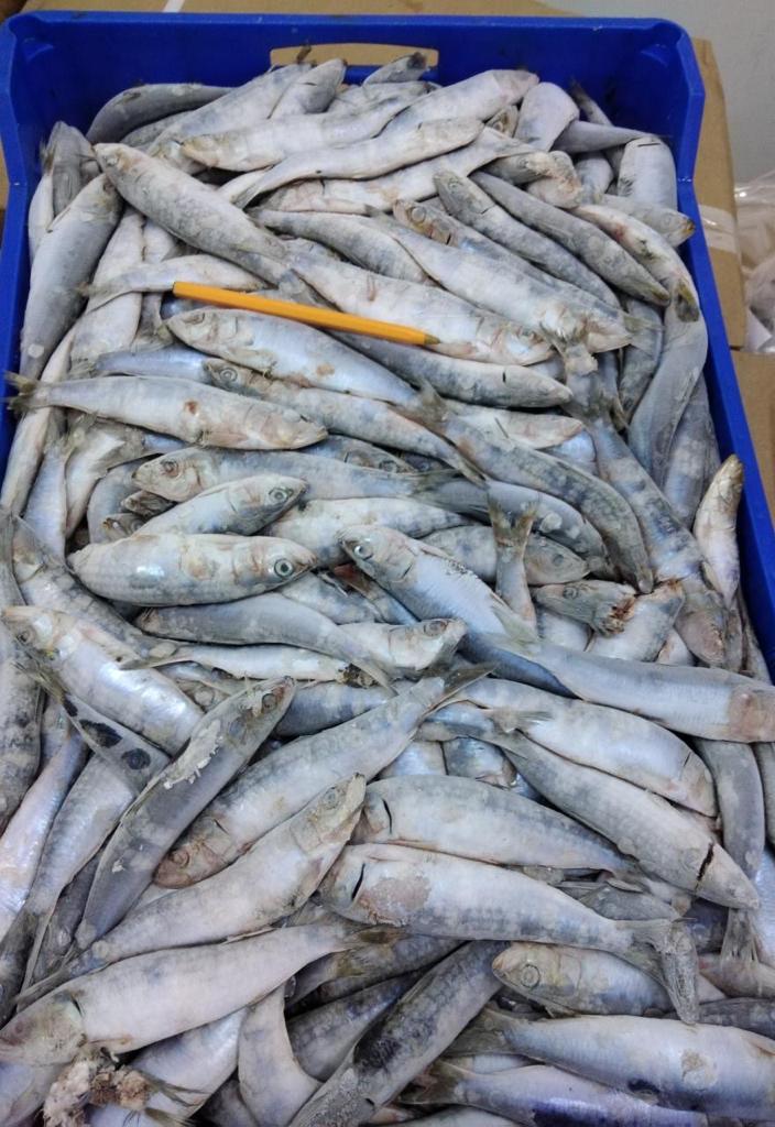 SARDINES FOR BAIT