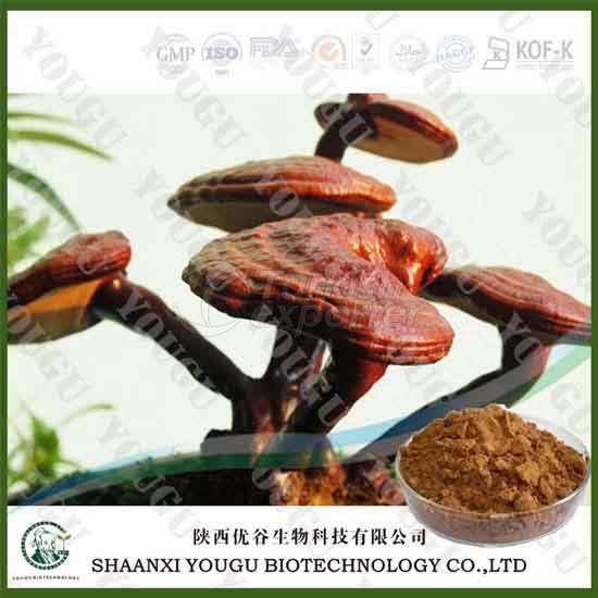 Ganoderma lucidum extract 10%~60%