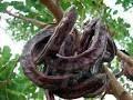 Carob