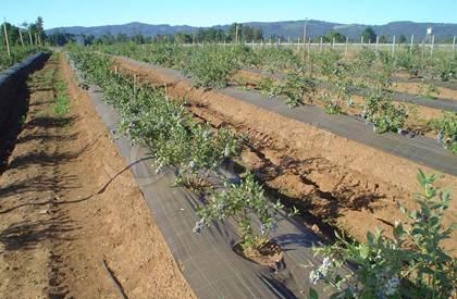 Agrotextile Groundcovers