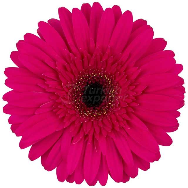 Gerbera