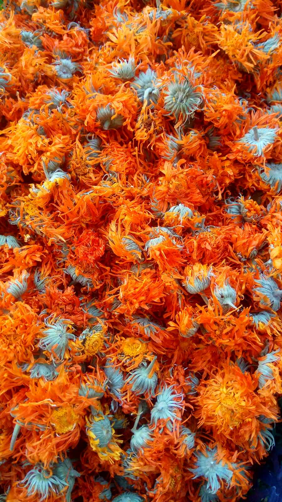 Calendula