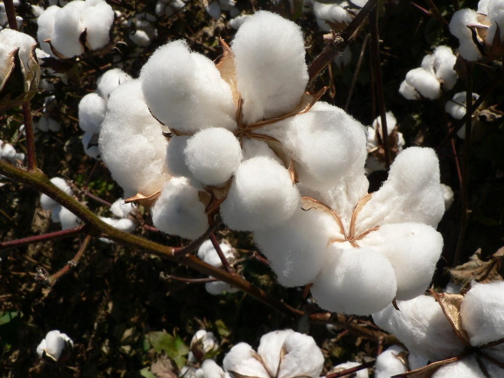 Raw Cotton Fibres