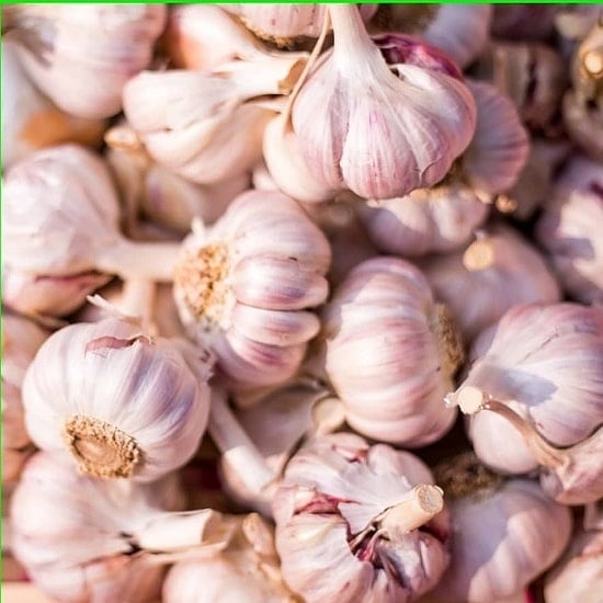 Garlic