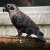 Dusky Parrot Parrot