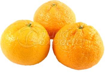 Satsuma Mandalina