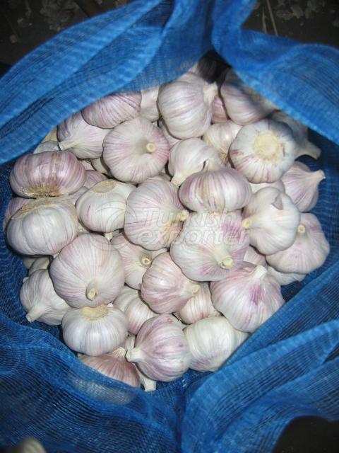 normal white fresh garlic