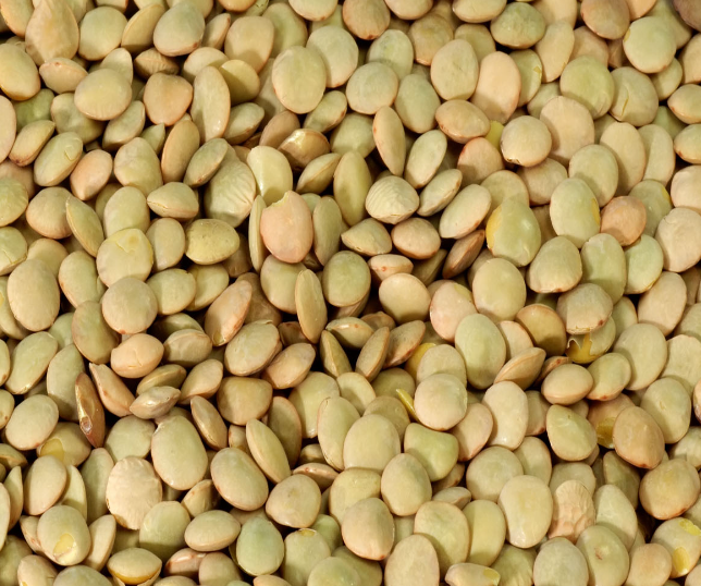 Whole Green Lentils