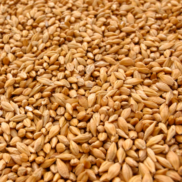 Wheat