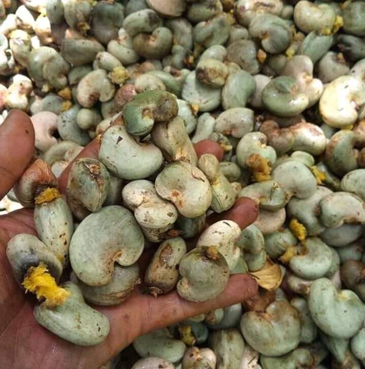 Raw Cashew nut