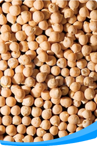 Chickpea