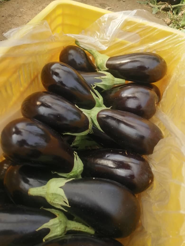 Fresh eggplant