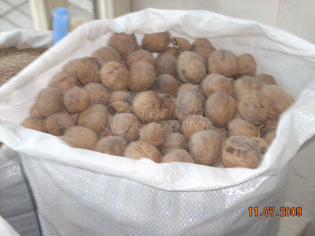 walnuts