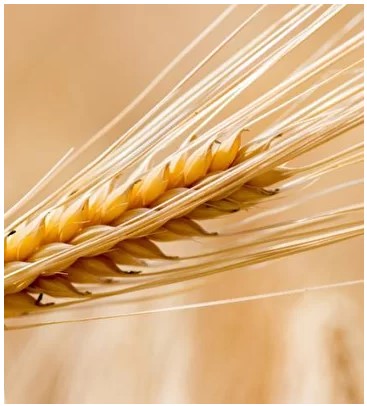 Barley Vakula - Barley Seeds RS-2