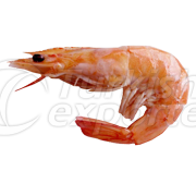 Jumbo Shrimp