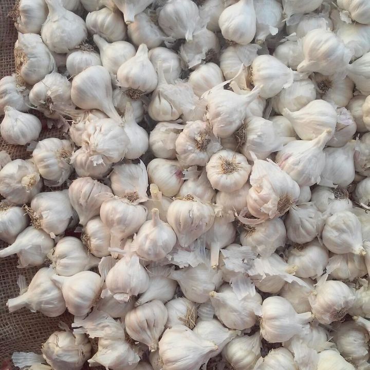 Garlic