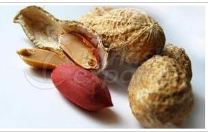 Roasted Peanut In Shell