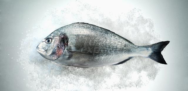 Sea Bream Fresh