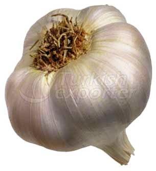 fresh garlic 2