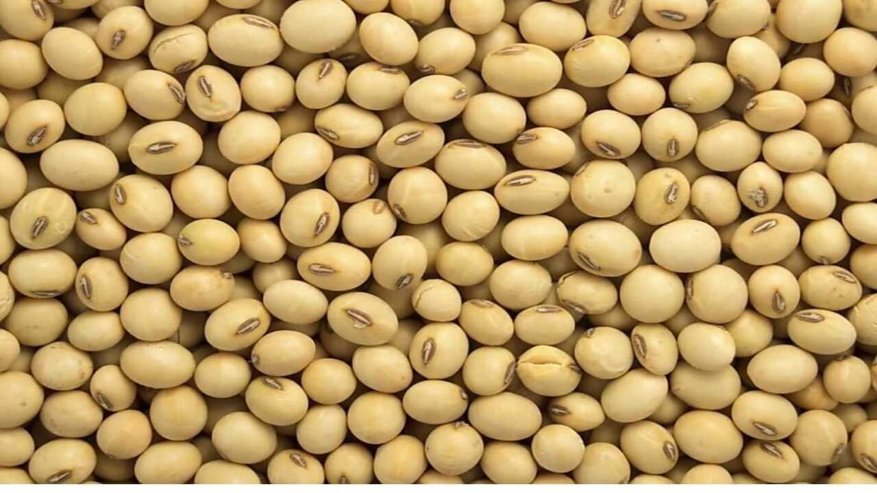 SOYABEAN