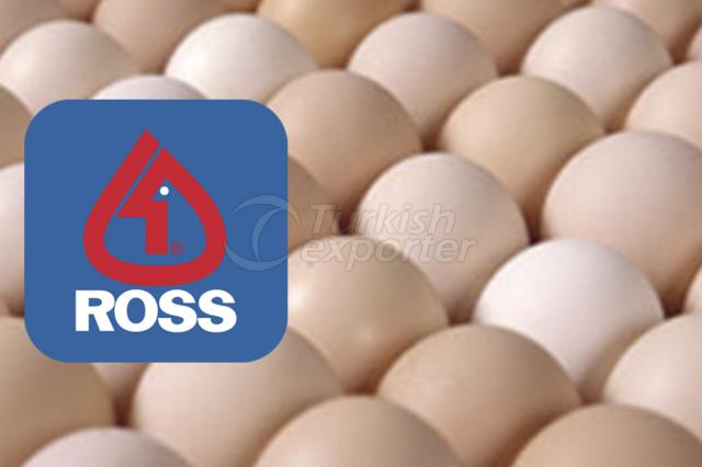 Oeuf d'incubation-Ross308