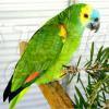 Blue Fronted Amazon Parrot