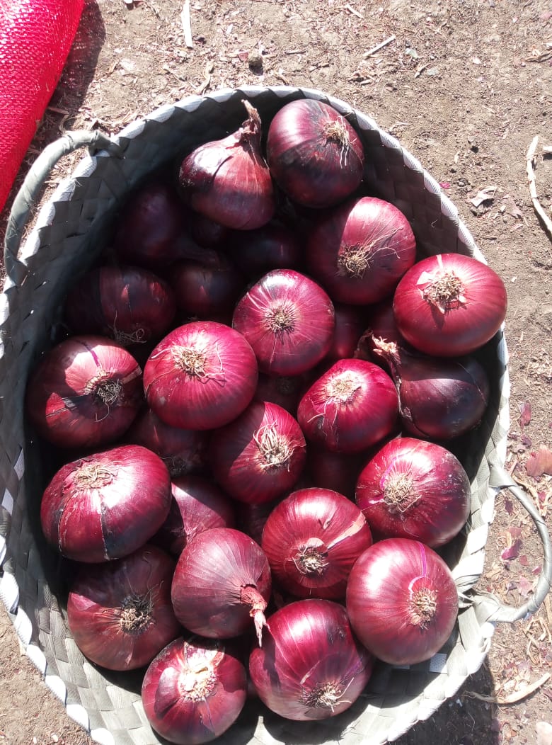 Red onions 