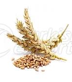 Wheat