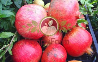 Pomegranate Deve Disi