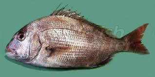 Sea Bream