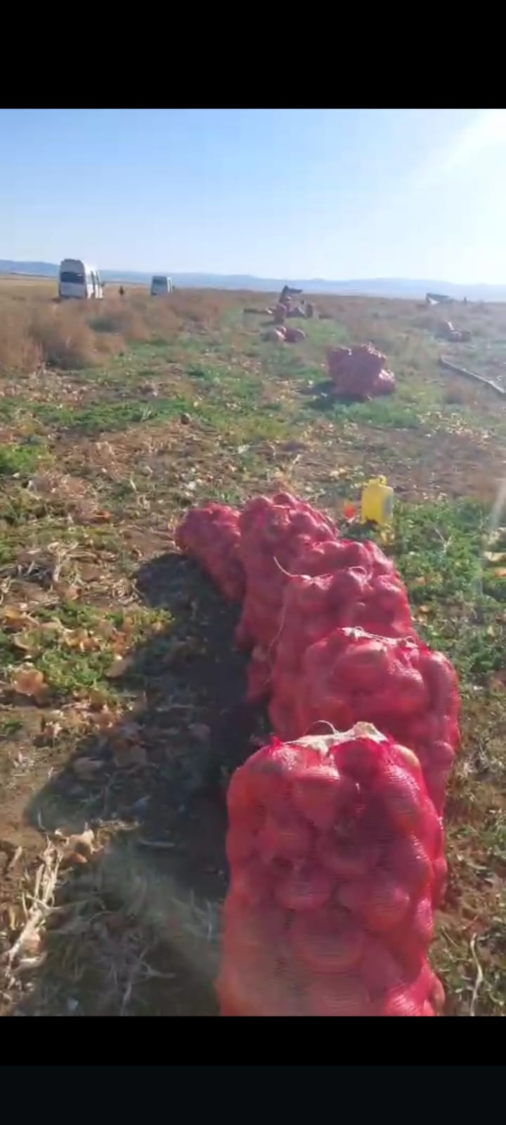 PAN 88 CİNSİ YEMEKLİK SOĞAN