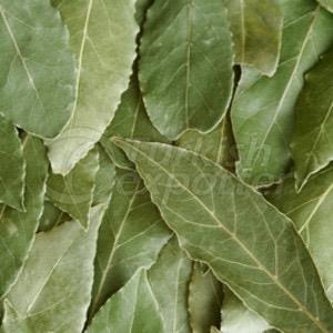 Laurel Leaves