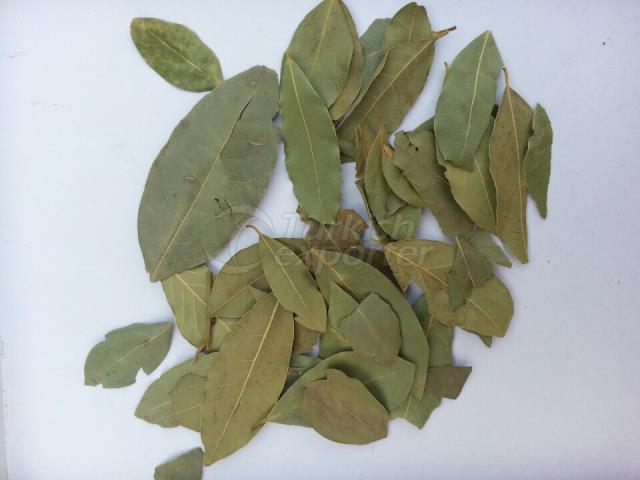 Bay Leaf