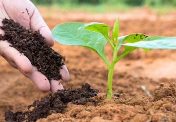 Vermicompost